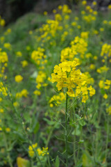 菜の花をアップ（縦長）