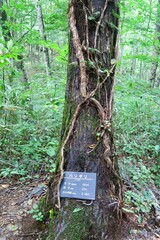 白神山地　世界遺産の径　ブナ林散策道