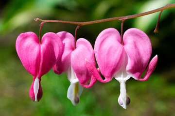 pink bleeding heart flowers 
