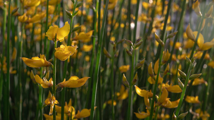 Flores amarillas con fondo de tallos verdes.