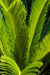 Naklejka na ściany i meble Green palm leaf pattern