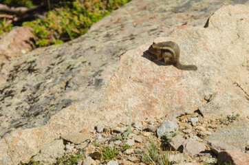 A ground squirrel peeks over a large rock.