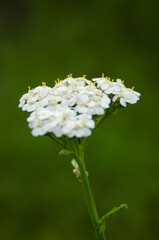 White flower with small petals.