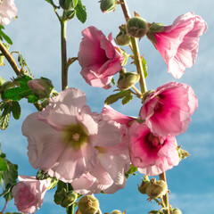 Flores blancas con fondo de cielo con pocas nubes.