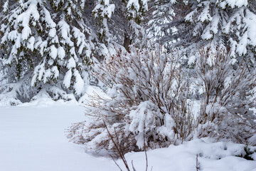 Full frame abstract texture view of heavy deep snow accumulated on the branches of trees and shrubs following a winter blizzard
