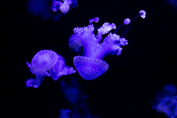 Blue jellyfish swim underwater. Sea animals are transparent. Floating blue reef plankton. Diving...