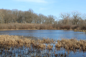 Pond in early spring with a blue sky at Cherry Hill Woods in Palos Park, Illinois