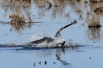 Fototapeta premium Territorial Canadian Geese fighting on lake