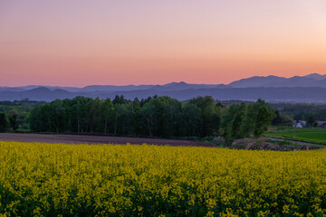 Obraz premium 滝川市江部乙町 夕陽に照らされる菜の花畑