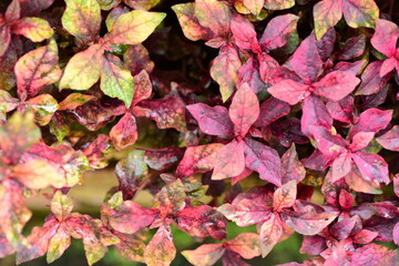 Red leaves ornamental plant in a garden, Nature background