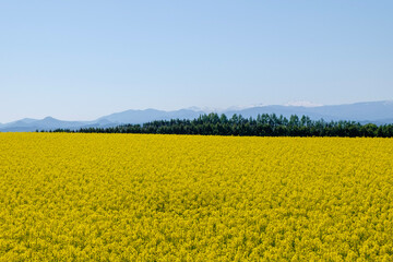 Fototapeta premium 滝川市江部乙町の菜の花畑