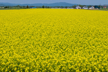 Fototapeta premium 滝川市江部乙町の菜の花畑