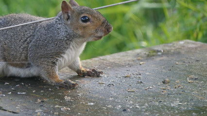Grey squirrel searching for food