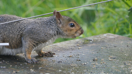 Grey squirrel searching for food