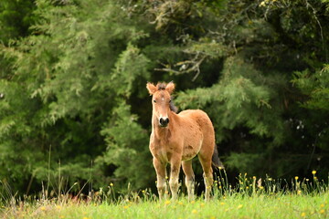 beautiful foal in the farm