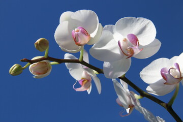 Shimmering white orchid on bright blue sky. Clean beauty and simplicity concept.