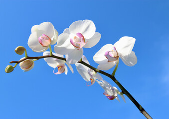 Sunny spring day sky and  beautiful white orchid petals isolated on bright blue background