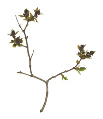 Common lilac, syringa vulgaris twig not yet in bloom isolated on white background