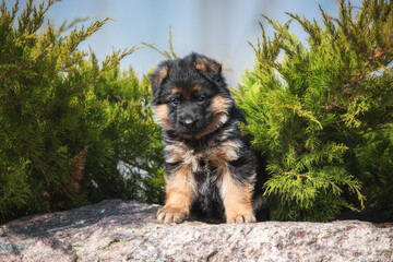 Little german shepherd puppy sitting on the stone in the yard