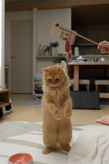 猫じゃらしで遊ぶ猫（マンチカン）