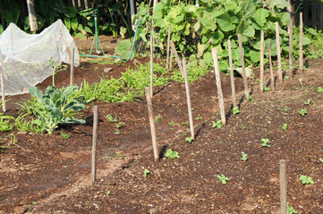 beds in a vegetable garden