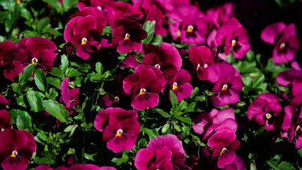 pink and white flowers