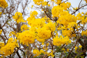 yellow autumn leaves on tree
