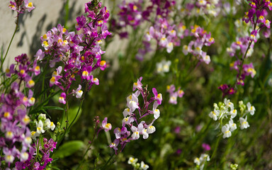 field of flowers