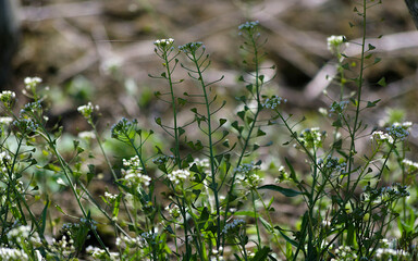grass in the morning