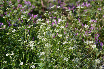 flowers in the field