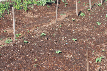 seedlings in vegetable garden