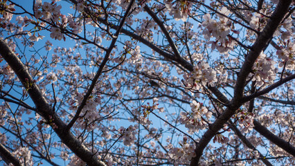 日本の春の満開の桜