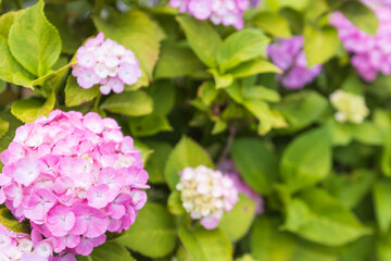 Fototapeta premium hydrangea flower and leaf in rainy season