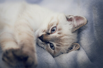 Portrait of a kitten lying on a blanket, top view.
