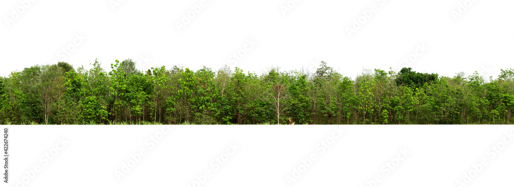 Canvas Prints group green tree isolate on white background