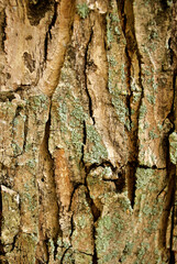 bark of a tree with mold 