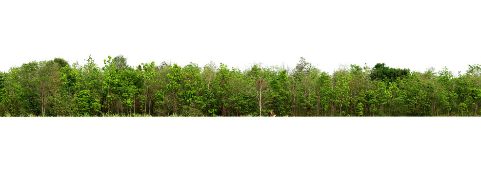 Forest Background Png Download  Forest Tree Background Png Transparent Png   Transparent Png Image  PNGitem