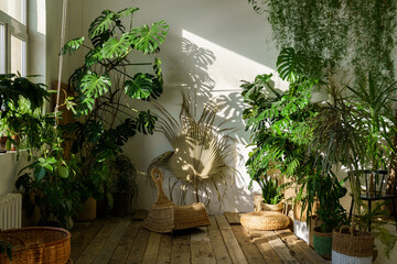 Urban jungle, love for plants concept. Interior of cozy home garden with fresh green monstera houseplant, wicker chair, wooden floor. Sunlight and shadows. - obrazy, fototapety, plakaty