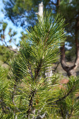 Fototapeta premium Closeup photo of green needle pine tree. Forrest of green pine trees. Green pine branches