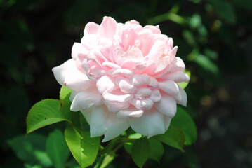 pink rose flower