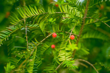 Yew plant