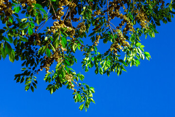 leaves against blue sky