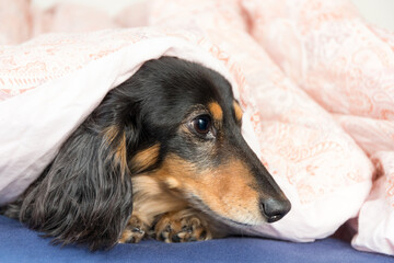 布団から顔だけ出した愛犬、まだ暖かいベッドから出たくない