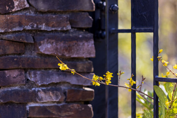 門の鉄格子の間から外に伸びる庭の黄色い小さな花
