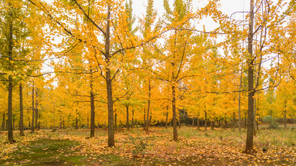 autumn in the park