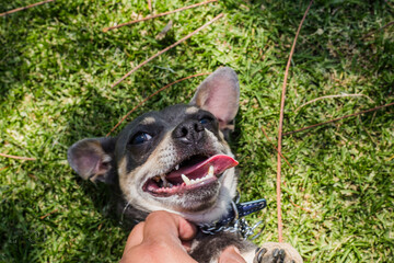 perro chihuahua azul acostado en el pasto verde con lengua de fuera
