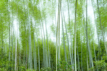 Fototapeta premium green bamboo forest