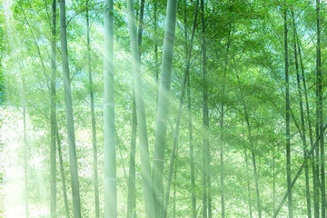Plakat green bamboo forest