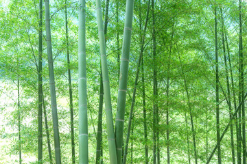 green bamboo forest