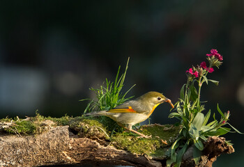 Birds eat bugs during the process